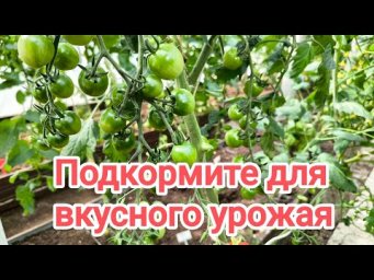 ПОДКОРМКА ДЛЯ САМЫХ ВКУСНЫХ ПОМИДОРОВ. Чем подкормить во время налива для вкуса, цвета и аромата.