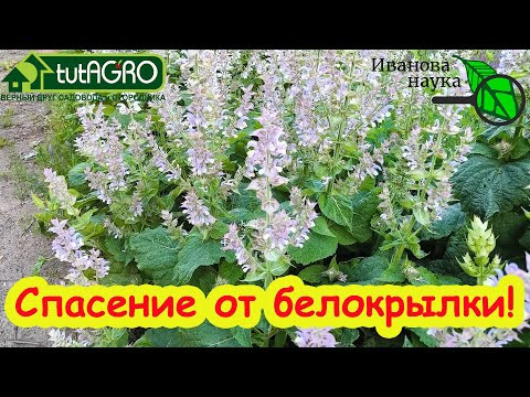 СПАСЕНИЕ ОТ БЕЛОКРЫЛКИ НАШЛОСЬ... в огороде! Избавьтесь от белокрылки в теплице и на огороде. СПАСЕНИЕ ОТ БЕЛОКРЫЛКИ НАШЛОСЬ... в огороде! Избавьтесь от белокрылки в теплице и на огороде.