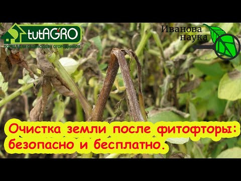 КАК ОЧИСТИТЬ ПОЧВУ ОТ ФИТОФТОРЫ НАВСЕГДА? Безопасное компостирование ботвы томатов и картофеля. КАК ОЧИСТИТЬ ПОЧВУ ОТ ФИТОФТОРЫ НАВСЕГДА? Безопасное компостирование ботвы томатов и картофеля.
