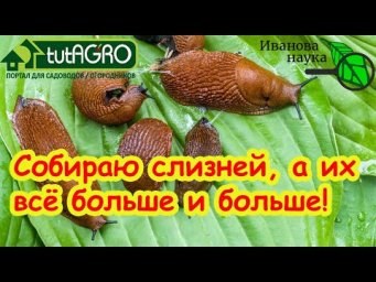 ПЕРЕСТАНЬТЕ СОБИРАТЬ СЛИЗНЕЙ НА УЧАСТКЕ! Так их будет ТОЛЬКО БОЛЬШЕ! Почему нельзя собирать слизней.