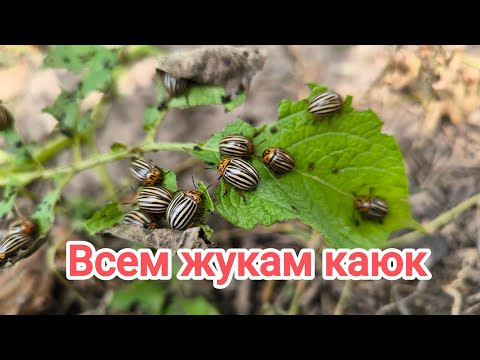 ЗА 1 РУБЛЬ ОБРАБОТАЛ СОТКУ КАРТОФЕЛЯ. Как успокоить колорадского жука дёшево и сердито. ЗА 1 РУБЛЬ ОБРАБОТАЛ СОТКУ КАРТОФЕЛЯ. Как успокоить колорадского жука дёшево и сердито.