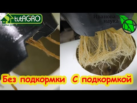 Эта подкормка творит ЧУДЕСА! ВСЁ РАСТЕТ ОТЛИЧНО, ДАЖЕ ЕСЛИ ВОКРУГ ЛЮТУЮТ ВРАГИ! Научная пятница.