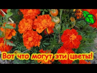 БАРХАТЦЫ В ОГОРОДЕ. Вот что вытворяют эти цветы! Бархатцы против фитофторы. Использование бархатцев.