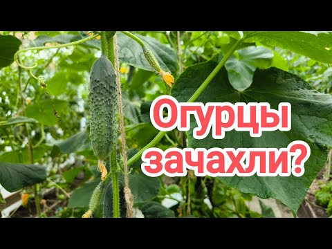 ПЛОХО РАСТУТ ОГУРЦЫ? Вот что давно надо было сделать. Огурцы зачахли - быстро восстановим! ПЛОХО РАСТУТ ОГУРЦЫ? Вот что давно надо было сделать. Огурцы зачахли - быстро восстановим!