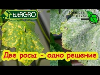 КАК Я СПАСАЮ ОГУРЦЫ и КРЫЖОВНИК от РОСЫ настоящей и ложной. Мучнистая роса на пороге.