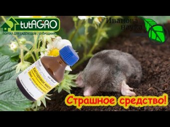 ЧТО БУДЕТ, ЕСЛИ ЛИТЬ МАСЛО ПРЯМО В ЗЕМЛЮ?