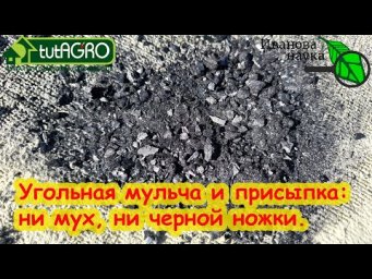 ГОТОВЛЮ УГОЛЬ НА ПРИСЫПКУ СЕМЯН. От плесени, мух, гнили и черной ножки - присыпка м мульча с углем.