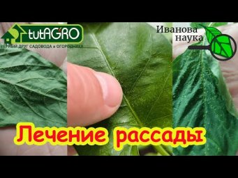 КАК ЛЕЧИТЬ РАССАДУ?! Что не хватает растениям?! Лечение рассады без препаратов и лекарств.