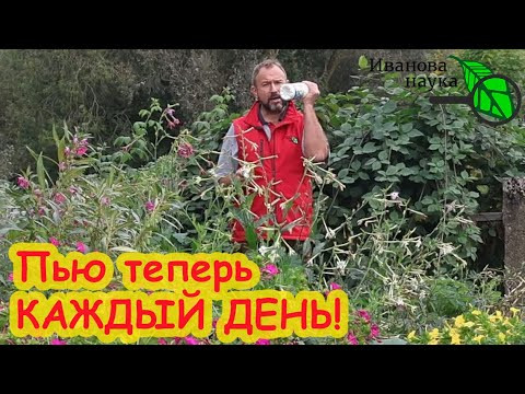 ВЫПИВАЮ 50 ГРАММ и ПРОСТО ЛЕТАЮ!!! Домашний напиток для восстановления сил и здоровья. Моя 20-дневка ВЫПИВАЮ 50 ГРАММ и ПРОСТО ЛЕТАЮ!!! Домашний напиток для восстановления сил и здоровья. Моя 20-дневка