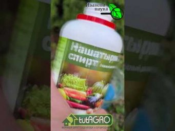 В 100 РАЗ СИЛЬНЕЕ МЕДНОГО КУПОРОСА! Осенняя обработка сада без мочевины. Бородская жидкость ВСЁ!