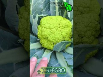 ЭТО НЕ ФОТОШОП! Этот овощ РЕАЛЬНО существует!