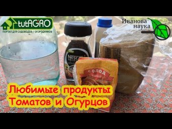 ТОМАТ и ОГУРЕЦ ЛЮБЯТ ЭТУ ПОДКОРМКУ СИЛЬНЕЕ ВСЕГО! Дайте им насладиться и они дадут урожай!