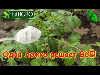 Томаты вмиг покроются цветами! Срочно подкормите томаты этой ложкой! Копеечное средство с кухни.