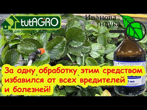 РЕЦЕПТ ИЗ СССР: полное оздоровление посадок КЛУБНИКИ, ВИНОГРАДА и СМОРОДИНЫ за 1 раз. РЕЦЕПТ ИЗ СССР: полное оздоровление посадок КЛУБНИКИ, ВИНОГРАДА и СМОРОДИНЫ за 1 раз.