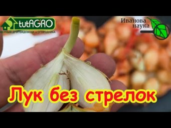 ПОСАДИТЕ ВОТ ТАК ЛУК и ОН НИКОГДА НЕ ЗАСТРЕЛКУЕТСЯ! Мой лук не стрелкуется и вот почему.