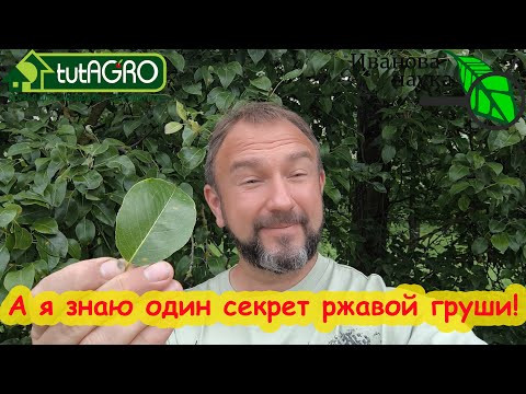 РЖАВАЯ ГРУША? Радуйтесь! У вас в руках бесплатное средство для растений! Как использовать ее листья. РЖАВАЯ ГРУША? Радуйтесь! У вас в руках бесплатное средство для растений! Как использовать ее листья.