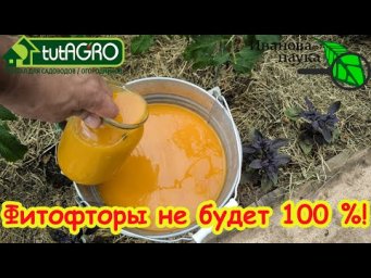 ОРАНЖЕВЫЙ РАСТВОР - СУПЕР СРЕДСТВО ОТ ВСЕХ БОЛЕЗНЕЙ И ВРЕДИТЕЛЕЙ! Испытайте мощь ПРИРОДНОГО СРЕДСТВА