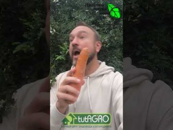 БЕЗ ПЕСКА, ОПИЛОК и ХОЛОДИЛЬНИКА! Хранение моркови до нового урожая и даже дольше!