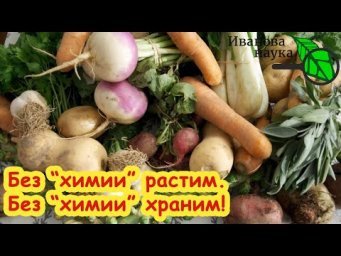 МОЖНО ЕСТЬ СРАЗУ и ДАЖЕ НЕ МЫТЬ! Чем безопасно обработать сад и огород от болезней? Без химии и ядов