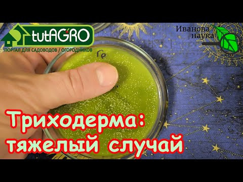 КАРАУЛ!!! Триходерма не растет! Закваска Триходерма-Mix: разбираемся в тяжелом случае. КАРАУЛ!!! Триходерма не растет! Закваска Триходерма-Mix: разбираемся в тяжелом случае.