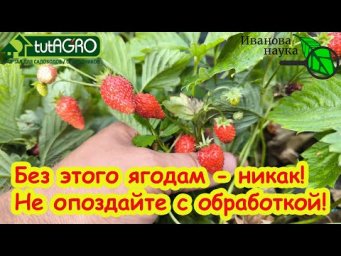 КЛУБНИКЕ и МАЛИНЕ ТЕПЕРЬ БЕЗ ЭТОГО НИКАК! Не затягивайте с этой обработкой!