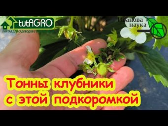 НАШУМЕВШАЯ ПОДКОРМКА НА ЯГОДЫ: ДАЖЕ ХИЛЫЕ КУСТЫ ЗАВАЛЯТ УРОЖАЕМ! Подкормка клубники на урожай.