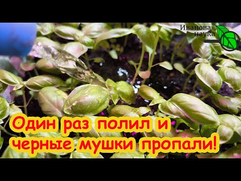 1 РАЗ ПОЛИЛ И МОШКИ В ЦВЕТАХ И РАССАДЕ ИСЧЕЗЛИ. МОМЕНТАЛЬНОЕ СРЕДСТВО ОТ МОШЕК В ЦВЕТАХ И РАССАДЕ. 1 РАЗ ПОЛИЛ И МОШКИ В ЦВЕТАХ И РАССАДЕ ИСЧЕЗЛИ. МОМЕНТАЛЬНОЕ СРЕДСТВО ОТ МОШЕК В ЦВЕТАХ И РАССАДЕ.