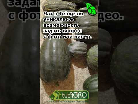 НИКОГДА не храните тыкву так! Секретный способ сохранить урожай до весны. Так тыква не потечет.