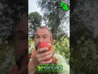 ПОМИДОРЫ ВДРУГ СТАЛИ ОЧЕНЬ СЛАДКИЕ! Буквально все сорта. И без подкормок!