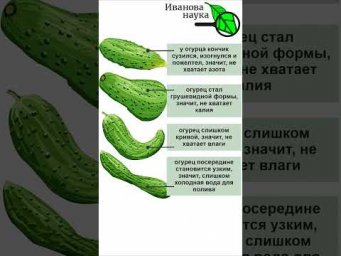 Чего не хватает огурцам и кабачкам? Симптомы на плодах.