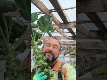 Кости крепкие как сталь! Кости не болят и не ломаются с этим самым поздним овощем в нашем огороде!