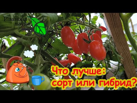 КАКИЕ СЕМЕНА ТОМАТА ВЫБРАТЬ: сорт или гибрид? Чем они отличаются и как правильно выбирать семена. КАКИЕ СЕМЕНА ТОМАТА ВЫБРАТЬ: сорт или гибрид? Чем они отличаются и как правильно выбирать семена.