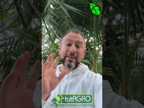 Пышный ИЗУМРУДНЫЙ УКРОП на любой грядке! 2 секрета сочной зелени. Пышный ИЗУМРУДНЫЙ УКРОП на любой грядке! 2 секрета сочной зелени.