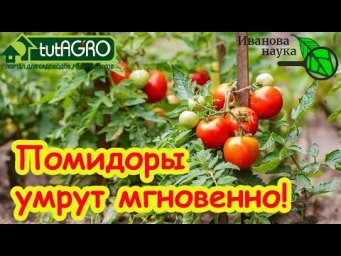 ЭТИ ТРИ ПОДКОРМКИ ПОГУБЯТ ВЕСЬ УРОЖАЙ! Никогда не используйте эти средства на томатах и огурцах.
