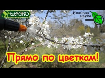 САМАЯ ГЛАВНАЯ ОБРАБОТКА САДА во время цветения. Без этой обработки можете остаться без урожая!