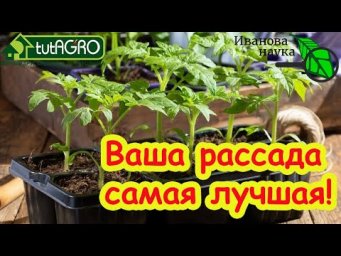 ЭТА ПОДКОРМКА ТВОРИТ ЧУДЕСА! Даже умирающая рассада встанет лесом и даст огромный урожай!