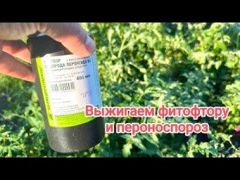 ВЫЖИГАЕТ ФИТОФТОРУ ЗА 1 РАЗ! ВСЕ СРЕДСТВА ОТ ФИТОФТОРЫ. Не химия. Нулевой срок ожидания.