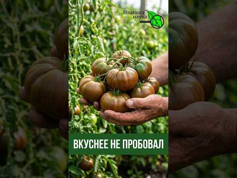 ВКУСНЕЕ томата ПРОСТО НЕТ! Посадил и забыл! Вкуснейший томат для ленивых ВКУСНЕЕ томата ПРОСТО НЕТ! Посадил и забыл! Вкуснейший томат для ленивых