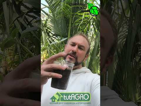 ОГУРЦЫ растут как сумасшедшие! 