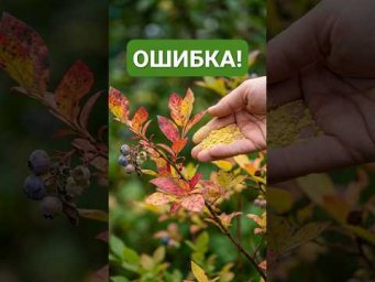 СТОП! Один порошок ОТ ВСЕХ БЕД в огороде! Почему сера не работает? Чем подкормить голубику?