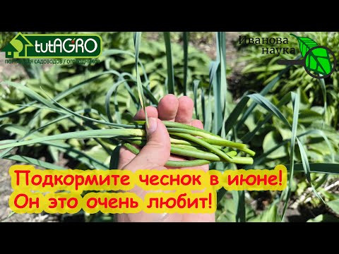 ЧЕСНОК ЭТО ОБОЖАЕТ! Чем подкормить чеснок в июне. Чеснок стрелкуется. Укрупнение головки чеснока. ЧЕСНОК ЭТО ОБОЖАЕТ! Чем подкормить чеснок в июне. Чеснок стрелкуется. Укрупнение головки чеснока.