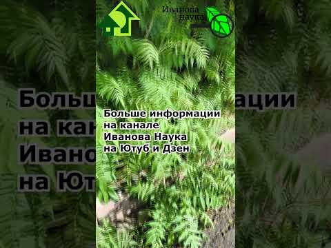 ОТ ЭТОГО ДЕРЕВА БЕГИТЕ КАК ОТ ОГНЯ!
