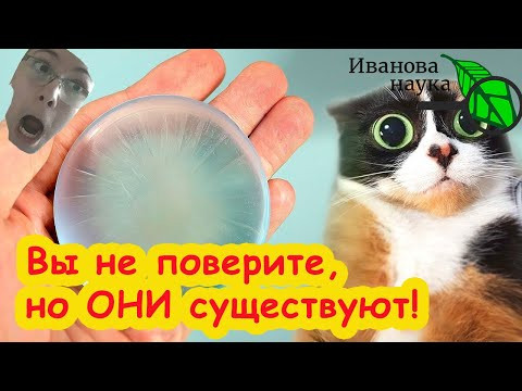 ВЫ НЕ ПОВЕРИТЕ, ЧТО ЭТО МОЖНО КУПИТЬ В ПРОСТОМ МАГАЗИНЕ! МЫ КУПИЛИ ЖИВУЮ....