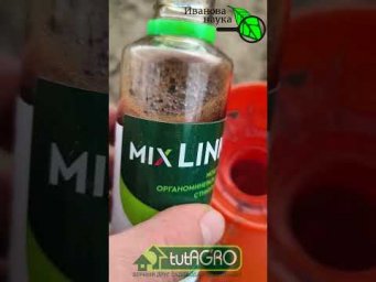 ЛИСТЬЯ ЛУКА и ЧЕСНОКА НИКОГДА НЕ ПОЖЕЛТЕЮТ! Используйте эту подкормку для отличного урожая чеснока.