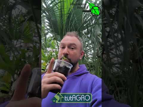 Рассада замерла? Срочно сделайте ЭТО! И моя рассада была на грани... Спас одним поливом!