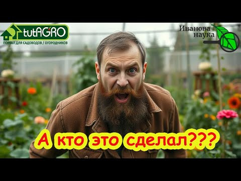 ЭТО ЧТО ЖЕ Я НАДЕЛАЛ! Как такое можно было сделать, да ещё ОСЕНЬЮ! Зато ни слизней, ни проволочника! ЭТО ЧТО ЖЕ Я НАДЕЛАЛ! Как такое можно было сделать, да ещё ОСЕНЬЮ! Зато ни слизней, ни проволочника!