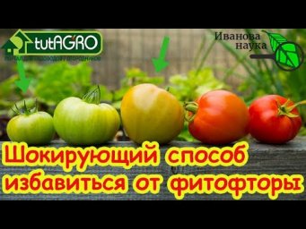 Горячая вода для помидоров. Вот зачем после уборки урожая купать томаты в горячей воде.