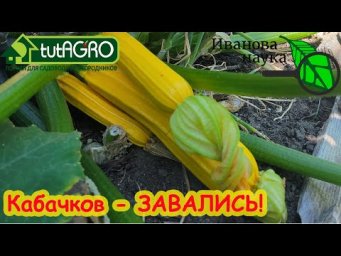 ОГУРЦОВ и КАБАЧКОВ БУДЕТ ЗАВАЛИСЬ без удобрений, но причем здесь старая свёкла?
