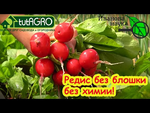 СЕЙТЕ РЕДИС ТОЛЬКО ТАК! Крупный редис без нитратов и блошки. Как разместить посевы редиса. СЕЙТЕ РЕДИС ТОЛЬКО ТАК! Крупный редис без нитратов и блошки. Как разместить посевы редиса.