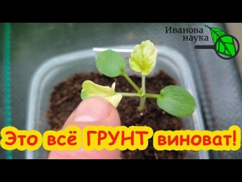НЕ ПОВТОРЯЙТЕ МОЮ ОШИБКУ! Листья желтеют! Страшнейший хлороз рассады. Чем лечить хлороз у рассады.